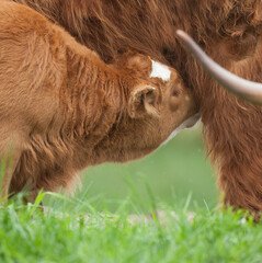 young highland cow calf feeding
