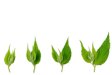 green leaves(leaf) background
