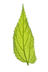 green leaves(leaf) background

