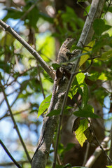 Lizard climbing a tree in Guanacaste