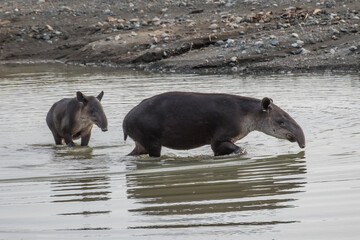 Tapir taking a bath in Corcovado with brood