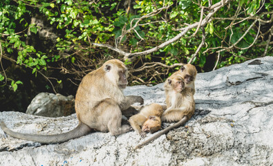 monkey family in monkey beach Thailand 