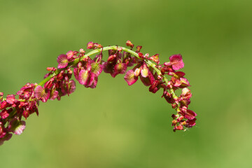Common sorrel (Rumex acetosa) female plant in flower. Red flowers on common meadow plant in the family Polygonaceae 