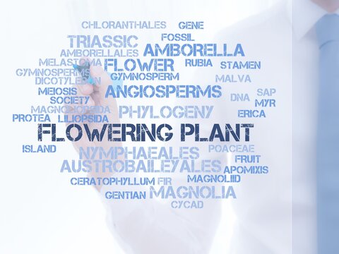 Flowering plant