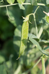 Young green peas plant in the garden
