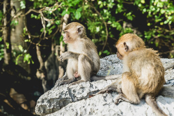 Naklejka na ściany i meble monkey family in monkey island Thailand 