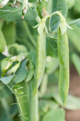 Young green peas plant in the garden