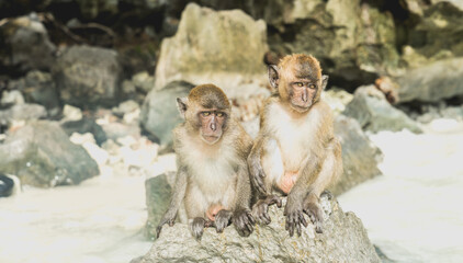 Obraz premium baby monkey, monkey family in monkey beach Thailand 