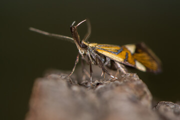 Alabonia geoffrella moth showing palps. Spectacular day-flying moth in the family Oecophoridae with large labial palps