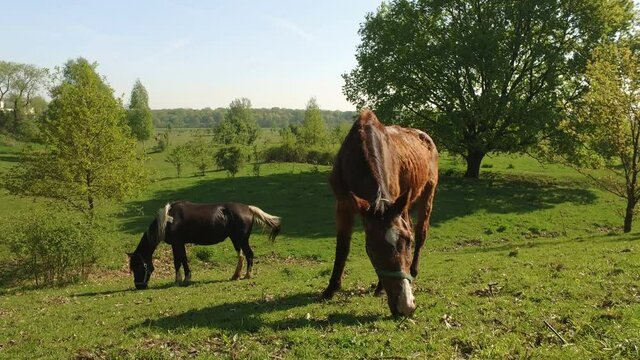 horses grazing on pasture in a green meadow