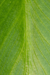 Obraz premium Closeup macro abstract green leaf background plant