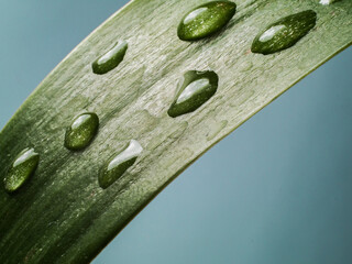 Water drops on a green leaf.