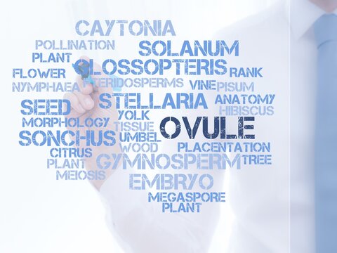 Ovule