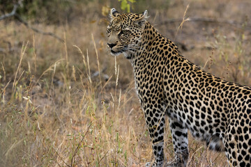 Leopard Standing on Rock