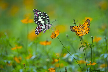 Butterflies on flower