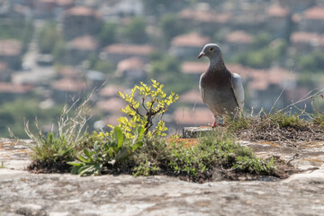 Pigeon on rock above the town