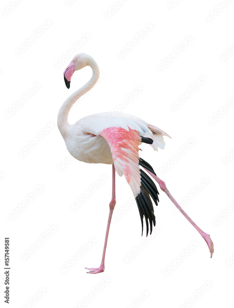 Wall mural greater flamingo isolated on white background