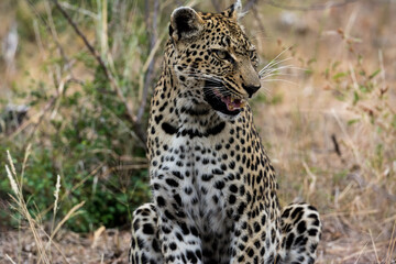 Angry Sitting Leopard