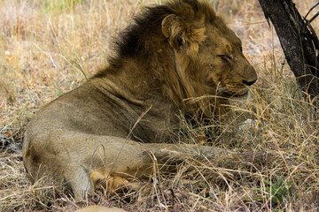 Male Lion Lying Under Tree
