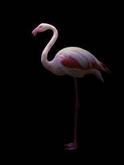 grotere flamingo die in het donker staat