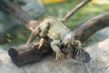 green iguana