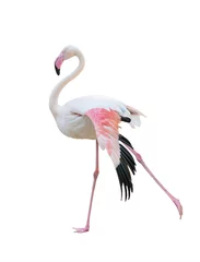 Foto op Canvas grotere flamingo geïsoleerd op witte achtergrond © anankkml