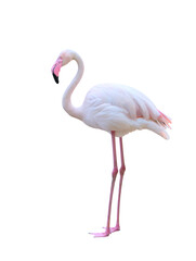 Fototapeta premium greater flamingo isolated on white background