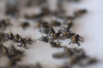 Dead flies