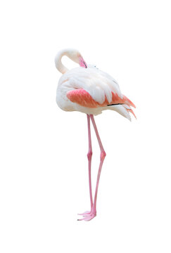 greater flamingo isolated on white background