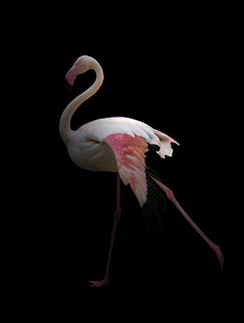 greater flamingo standing in the dark