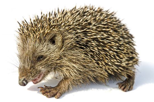 Desert Hedgehog (Paraechinus Aethiopicus)