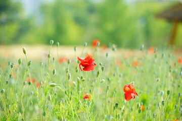 꽃 양귀비(corn poppy)