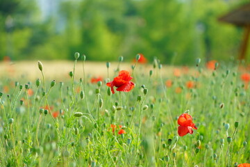 꽃 양귀비(corn poppy)