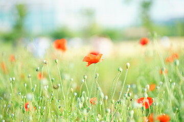 꽃 양귀비(corn poppy)