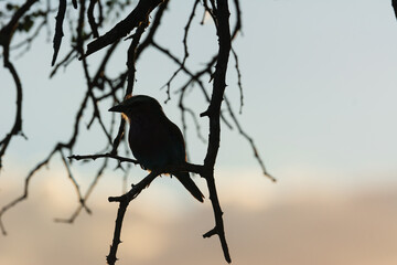 Lilac Breasted Roller in the Tree
