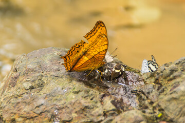 Obraz premium Butterfly wings yellow on rocks