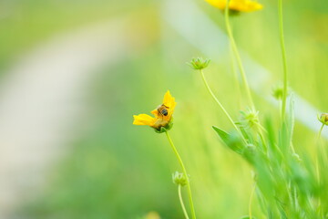 루드베키아 cone flower (the eternal welfare of souls)