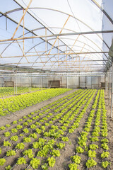 Rows of green plants on modern farm for growing lettuce 