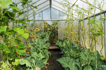 Rural greenhouse with tomato and cucumder plant