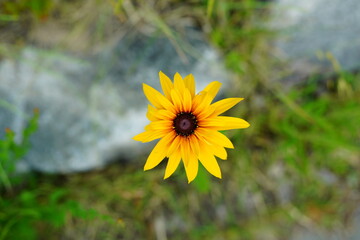 루드베키아 cone flower (the eternal welfare of souls)