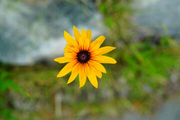 루드베키아 cone flower (the eternal welfare of souls)