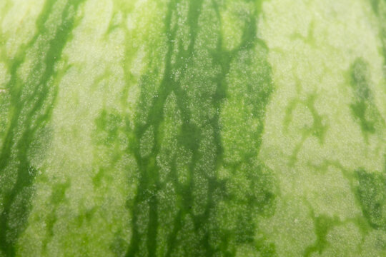 watermelon closeup - skin texture 