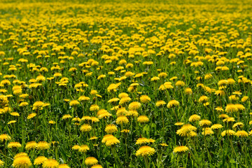 Field with yellow dandelions