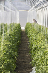 Workers in greenhouse