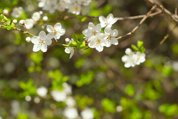 Blooming white flowers on a tree in spring
