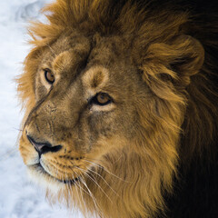 Portrait of an Asian lion.