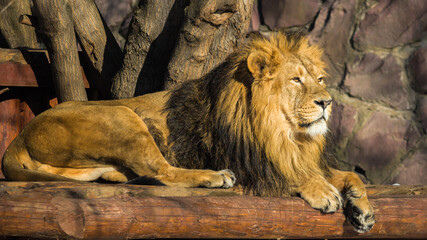 Asiatic lion rests and looks forward. © TATIANA
