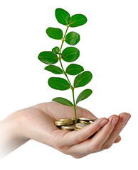 Investing to green business