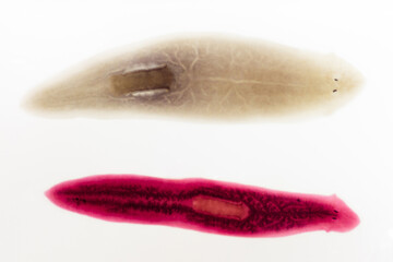 Fixed stained slide - planaria