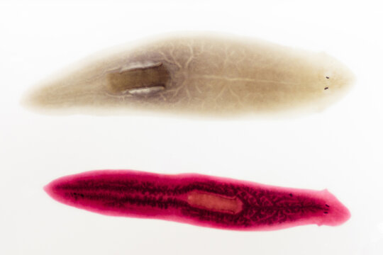 Fixed Stained Slide - Planaria